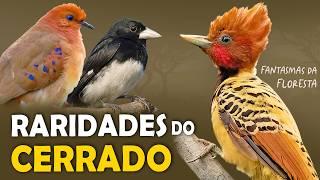 As 9 RARIDADES do CERRADO | AVES MAIS DIFÍCEIS de VER!