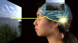 Visual mechanisms of meterial perception