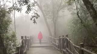 Walking in the foggy forest迷雾森林中行走