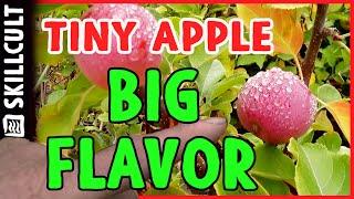 This Brand New Dwarf Apple Has Incredible Flavor, Best Juice Eva!