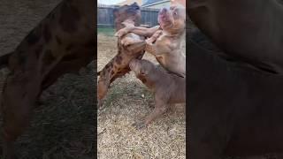 When helping your dad goes wrong  Full Video In Description (educational) #nbfkennel #nbf #pitbull