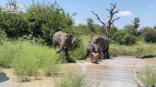 Elephant happiness when the Jabulani herd spend time in water!