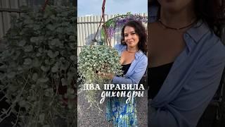 Дихондра серебристый водопад в кашпо. Дихондра серебристая, выращивание, черенкование, зимовка, уход