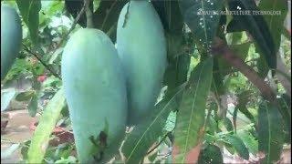 How to grow Mango Tree in Pot - Complete Growing Guide