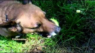 Biagio, un cane giocherellone - Biagio a playful dog