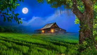 4K grass field and moonlight background | landscape nature background hd