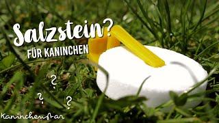 SALZLECKSTEIN? für Kaninchen | Kaninchenstar