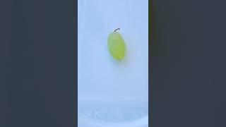 The grape / le raisin  #frenchforbeginner #frenchvocab #frenchpronunciation