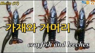 #Shorts 가재 몸으로 파고드는 징그러운 거머리 A disgusting leech that burrows into a crayfish body #KIMTV3 20210626