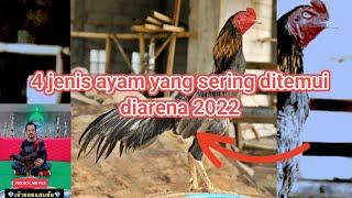 jenis ayam aduan yang paling sering ditemui diarena 2022