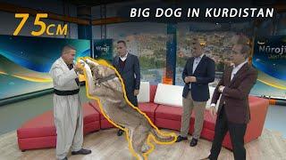 Scary Dog (Pshdar) 75cm in Kurdistan !! price 50.000$
