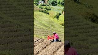 Potato Planting  #potatofarming #potatofarmer #highlandfarmers