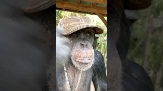 MONKEY SWAG