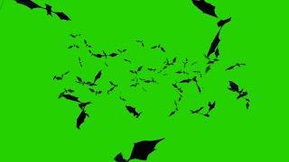 Bats Flying FREE Greenscreen Halloween spooky VFX Overlay