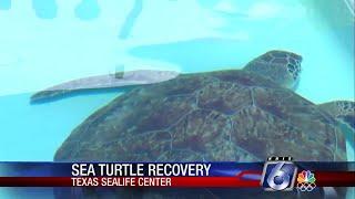 Texas Sealife Center continue life-saving efforts for several cold-stunned turtles seeking recovery