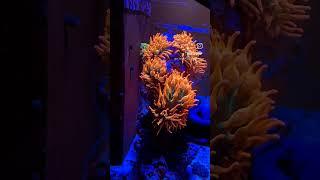 RBTA#reef #aquarium #fish #instagood #reelskarofeelkaro #reefaddict #reefaquarium #anemone #shorts