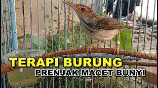 PRENJAK LUMUT Jantan Nembak GACOR Ampuh Untuk Terapi Pancingan Burung Ciblek / Perenjak Macet Bunyi