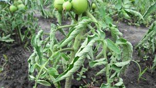 Почему скручиваются листья у помидор и томатов
