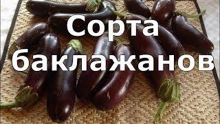 350. Обзор 8 сортов баклажанов
