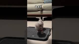 콜 훈련 #강아지 #말티푸 #멍미르 #3개월강아지 #콜훈련 #개훈련 #short #shorts #shortvideo