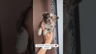 вся информация на нашем сайте chihuahua.by