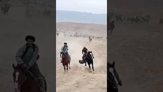 Бузкаши ш.Панҷакент 05.10.2024. Афросиёб човандоз #horse #kokpar #rek #kupkari #auto  #ouzbekistan