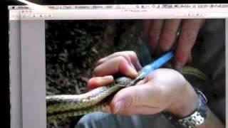 Snake Conservation Ecospot