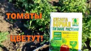 ОЧЕНЬ ВАЖНАЯ ПОДКОРМКА ТОМАТОВ ПО ЛИСТУ!