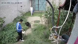 Pelea de perros Batallón Vs Terri