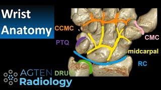 MR Anatomy Wrist - Ossicles and Compartments