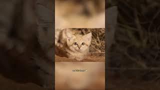 Sandcats may be small, but they pack a punch... of cuteness #shorts #shortsfeed  #sandcat #desert