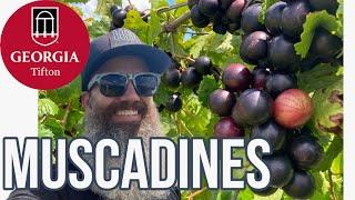 UGA Muscadines - future varieties - Pt 2 - EP 113