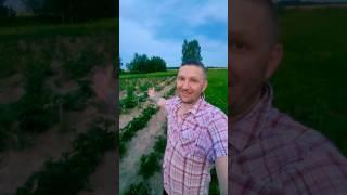 Моё картофельное поле. #дача #vlog #огород #картофель