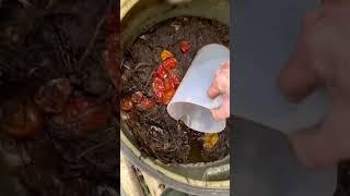 Turn Charcoal into BIOCHAR by Doing THIS!! #biochar  #gardeningtips #naturalfertilizer