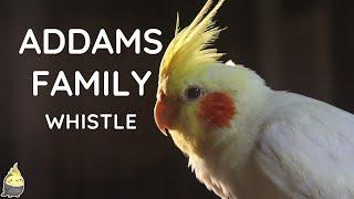 ADDAMS FAMILY WHISTLE 2 HOUR - Cockatiel Singing Training - Bird Whistling Practice