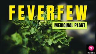 The Healing Power of Feverfew Benefits, Uses, and Side Effects Explained | Blissed Zone