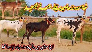 beautiful dhani dasi  Miy breed cow calf rates in Talagang Mandi new update/Fated Jang Bulls rates/