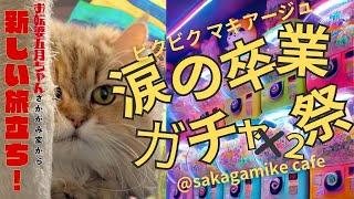 ガチャ祭り開幕！！神引き！？そして猫たちは新たな人生