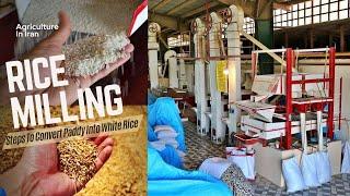 Rice Milling | Steps To Convert Paddy Into White Rice | Paddy And Rice Processing Mill