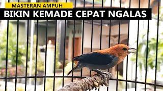 suara kemade gacor ‼️ Masteran burung cabe cabean / cit keres bahan agar cepat bunyi ngalas ngeder