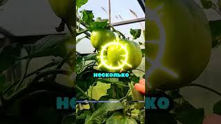 Не поливай так, потеряешь весь урожай #сад #огород #дача #рассада #урожай