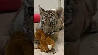 Tiger cub in Arizona finds forever home in Minnesota #shorts #12news