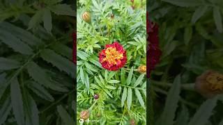 Winter beauty 🩵 #gardening #youtubeshorts #amaran #tamil #ytshort