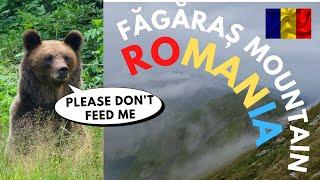 Fagaras Mountain Romania | This bear saw us
