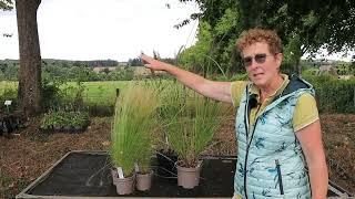 How To Build A Grasses Only Garden Border