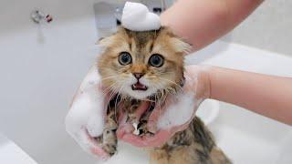 The kitten was so cute the moment she realized she was going to take a bath.