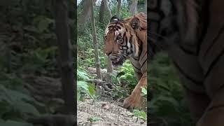 Huge Tiger #shorts #tiger #wildlifedzone