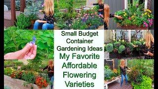 Small Budget Container Gardening Ideas | Affordable Flower Varieties Perform Amazing | My Favorites
