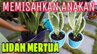 Cara Memisahkan & Perbanyak Tanaman Lidah Mertua dengan Mudah | Sansevieria