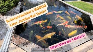 Der 80000 Liter Elterntier Giganten Koi Teich von Schwarzachtal Koi!!